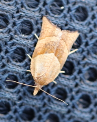 Philedone gerningana