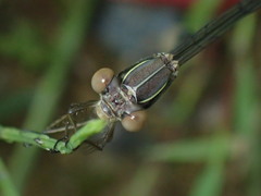 Lestes virens