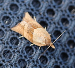 Philedone gerningana