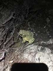 Anaxyrus californicus