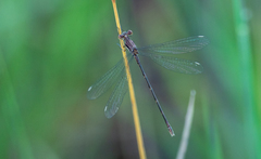 Lestes vigilax