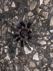Clavopelma