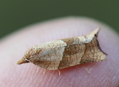 Philedone gerningana