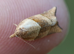 Philedone gerningana