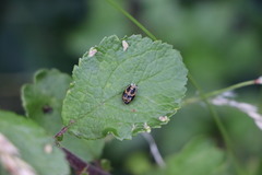 Harmonia axyridis