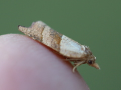 Philedone gerningana