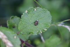 Harmonia axyridis