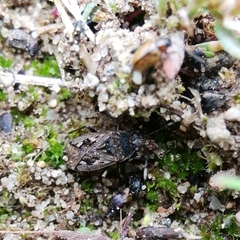 Sphragisticus nebulosus