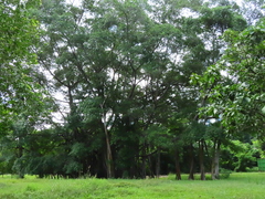 Ficus kerkhovenii