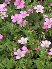 Geranium × oxonianum