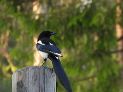 Pica pica