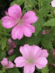 Geranium × oxonianum