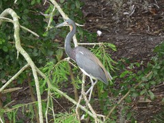Egretta tricolor image
