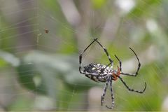 Argiope coquereli