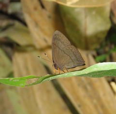 Euselasia brevicauda