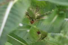Harmonia axyridis
