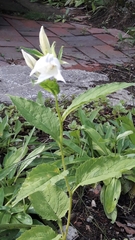 Campanula latifolia