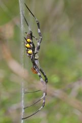 Argiope coquereli