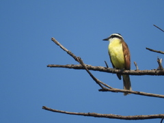 Pitangus sulphuratus