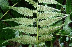 Diplazium velaminosum