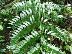 Diplazium velaminosum