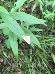 Phalaenostola metonalis