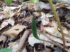 Sanguinaria canadensis