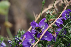Bombus
