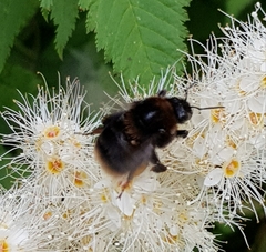 Bombus subterraneus