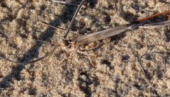 Trimerotropis huroniana