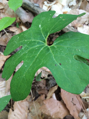 Sanguinaria canadensis