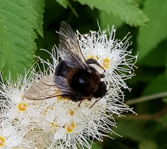 Bombus subterraneus