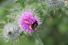 Bombus lapidarius