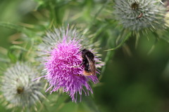 Bombus lapidarius