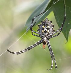 Argiope coquereli