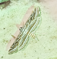 Parapoynx fluctuosalis