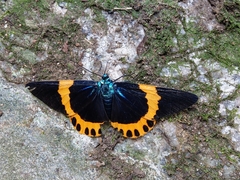 Milionia zonea pryeri