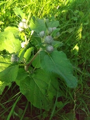 Arctium tomentosum