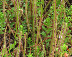 Drosera filiformis