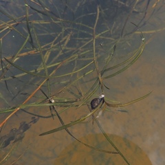 Potamogeton pusillus