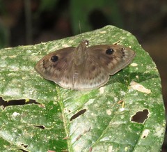 Morvina morvus