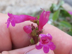 Penstemon clevelandii