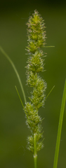 Carex gravida