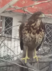 Parabuteo unicinctus unicinctus