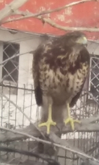 Parabuteo unicinctus unicinctus