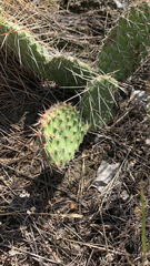 Opuntia polyacantha