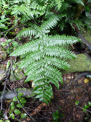 Diplazium velaminosum
