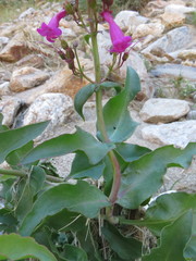 Penstemon clevelandii