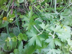 Lysimachia nummularia