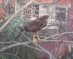 Parabuteo unicinctus unicinctus